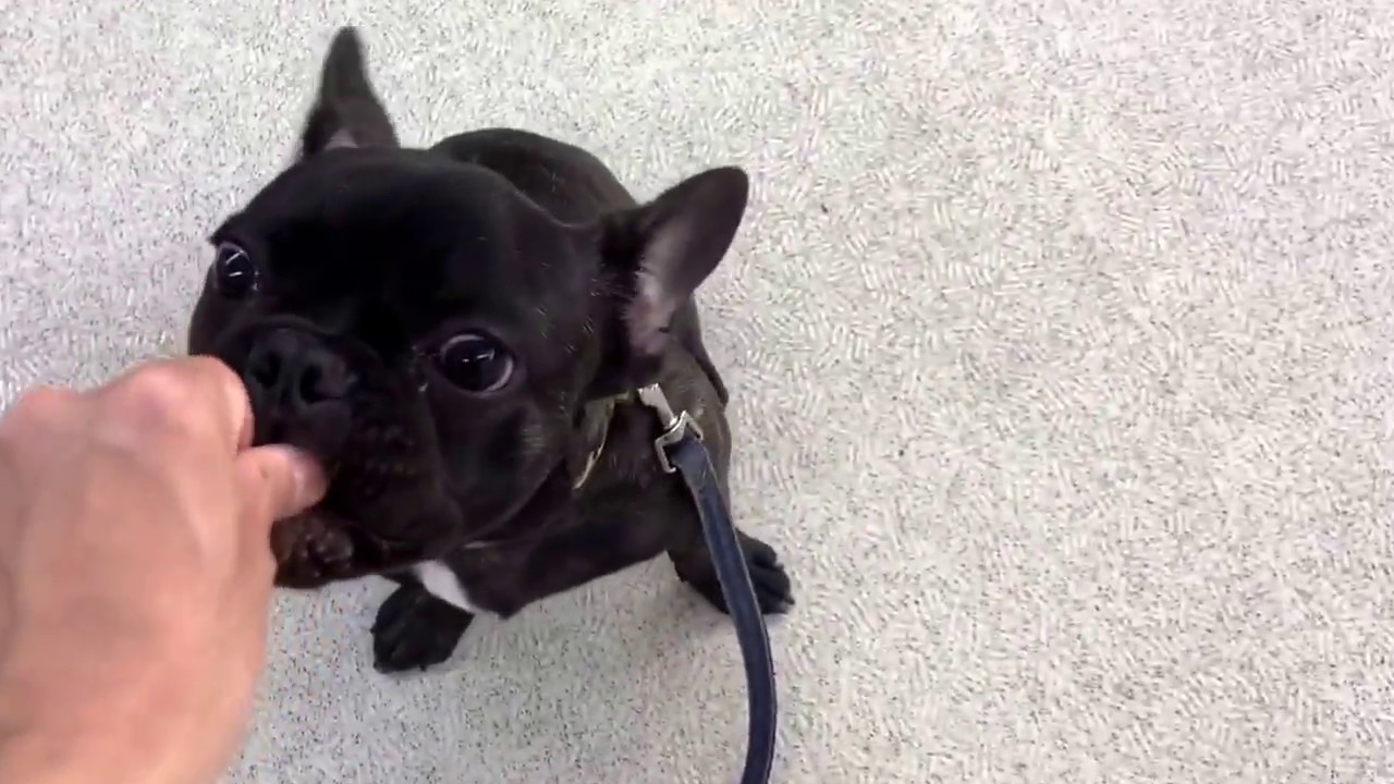 こてつくん、トレーニング!