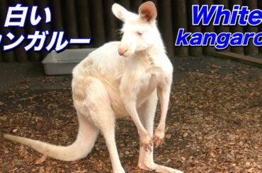 【アルビノ】純白のカンガルー〜出生率は10万分の1 真っ白なカンガルー〜【白変種】
