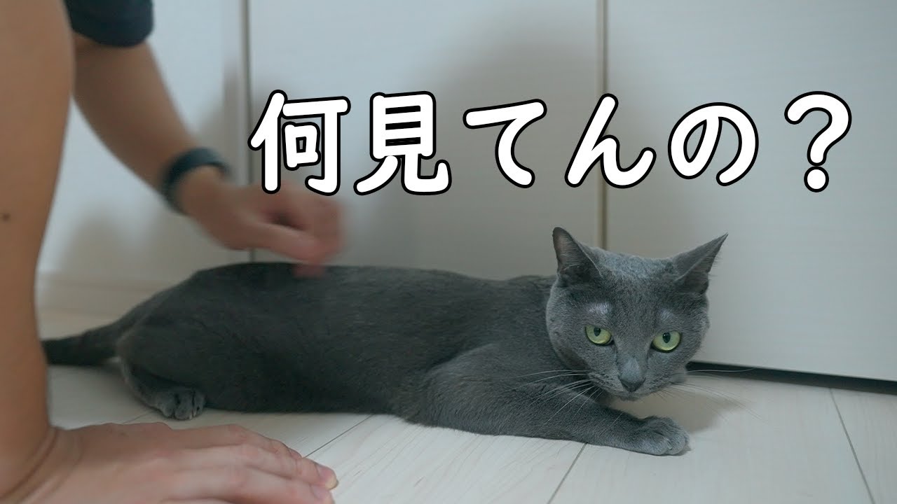 甘えたいのに見られるとやめちゃうツンデレ猫ハムちゃん