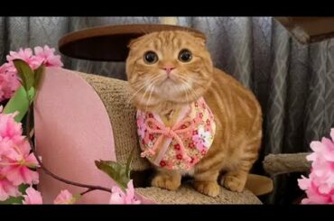 子猫が、ひな祭りのお祝いを姉猫と一緒にしました!【短足マンチカン ひな子】