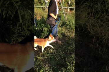 【里親募集】飼育放棄の柴犬エガちゃんボラさんもお気に入り♪