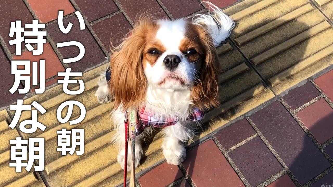 愛犬とスタバモーニングが夢だった飼い主【おまけ→ひな祭りごはん♪】