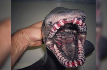 これが地球にいるよ。