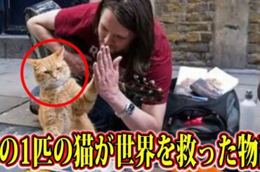 この1匹の猫にあなたは必ず泣かされます。