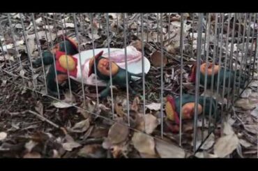 こびと観察入門 第1弾 モモハナBOX