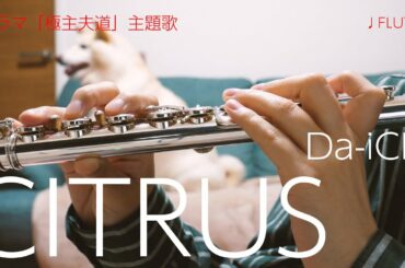 【フルート】CITRUS/Da-iCE ドラマ「極主夫道」主題歌【演奏してみた】FLUTE