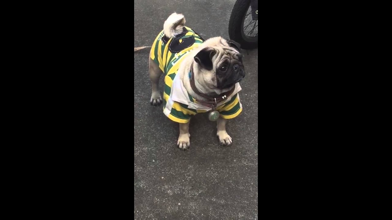 秋元才加 Akimoto Sayaka【AKB48】2016.01.04