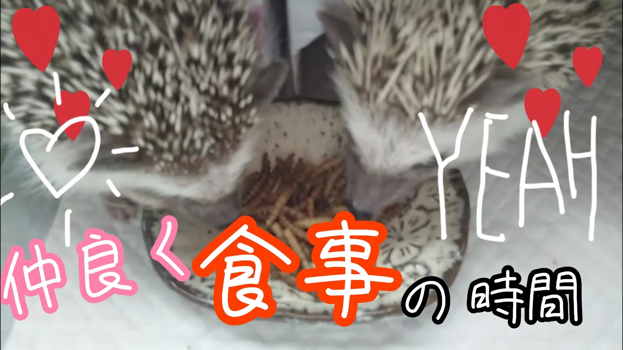 【ハリネズミ】かわいい仲良く食事の時間。この恋あたためますか。