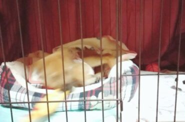 愛犬ポン太♪ここぼくのおふとんなの!
