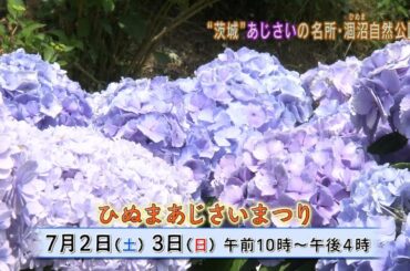 磯山さやかの旬刊!いばらき『茨城のあじさい』ダイジェスト版