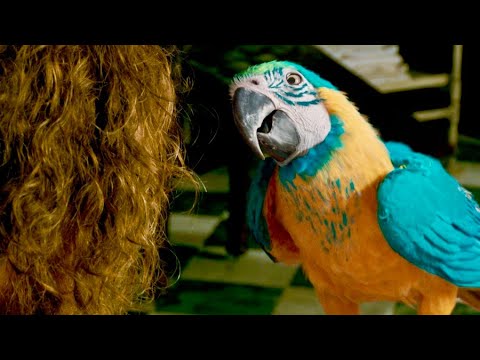 オウム役の石田ゆり子がロバート・ ダウニーJr.を説得/藤原啓治、朴璐美、斉藤壮馬らも吹替えで出演する映画『ドクター・ドリトル』日本語吹替版本編映像 ※公開日延期/近日公開