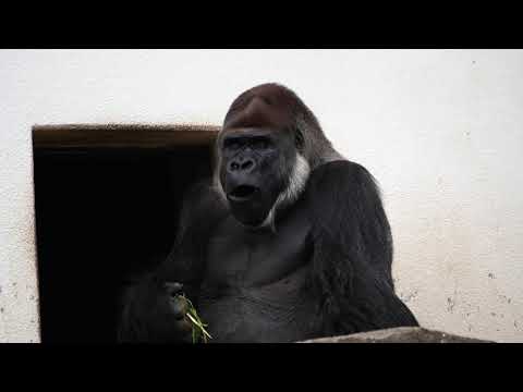 寒い日のモンタとローラ(Monta and Laura on a cold day) 千葉市動物公園 ゴリラ 202201