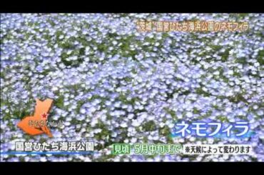磯山さやかの旬刊!いばらき『ネモフィラ』ダイジェスト版
