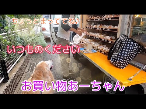 パンを買いに行くあーちゃん ゴールデンレトリバー