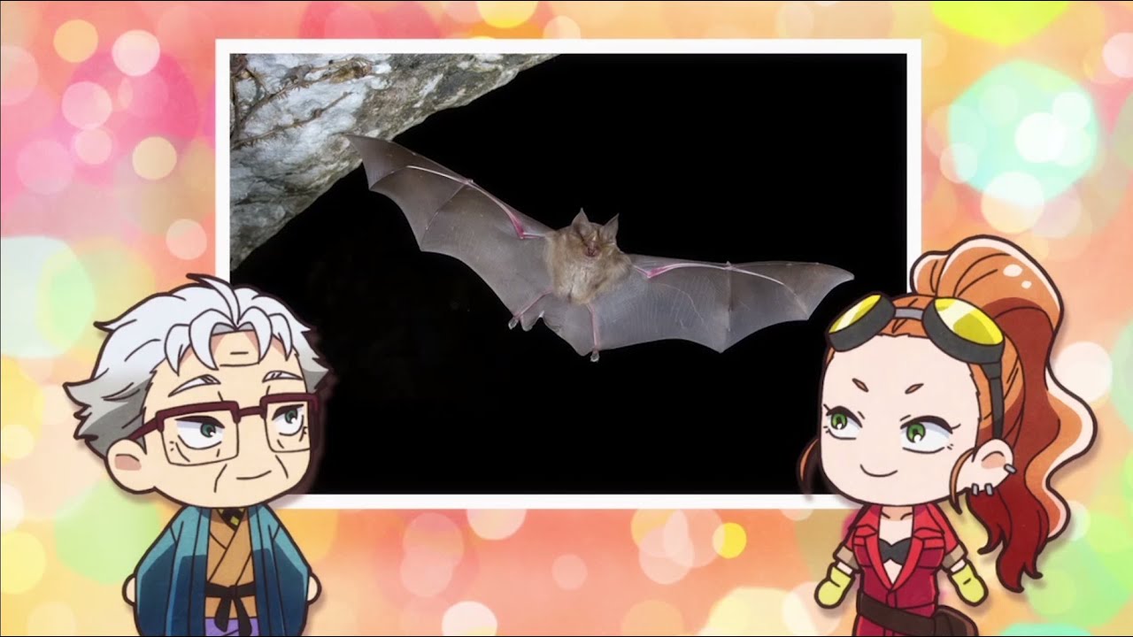 キクガシラコウモリ・ウマヅラコウモリ編/アニメ「天地創造デザイン部」本当にいる生きもの図鑑