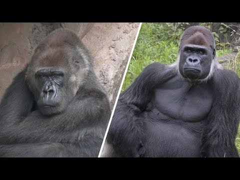 千葉再開後のローラ&モンタ 千葉市動物公園 ニシゴリラ