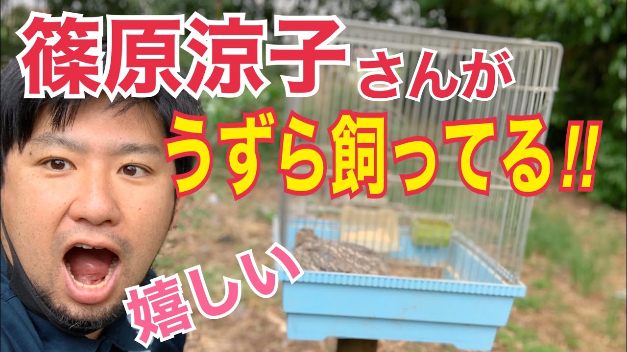 【女優】篠原涼子さんが同じうずらの飼育者と知って感動!!【うずら仲間】