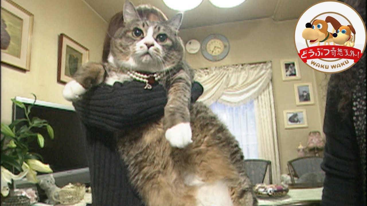 【伝説のネコ】体重11.7kgの巨体ネコ ぴやくん は超健康!身体能力チェックしてみたら…【どうぶつ奇想天外/WAKUWAKU】