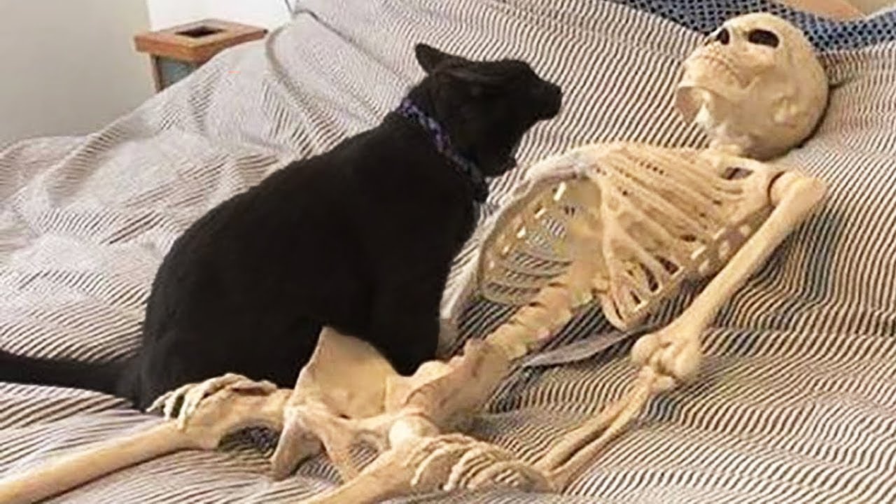 10秒ごとに爆笑できる 短い猫ネタ動画特集