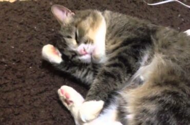 かわいいかわいいデブ猫ちゃん pretty cat