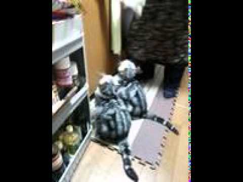 マグロ!マグロ!早くくだしゃい!!