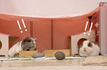 最近のPUI PUIモルカー実写版 4/4-4/27  (音量大推奨)The ringing guinea pigs!