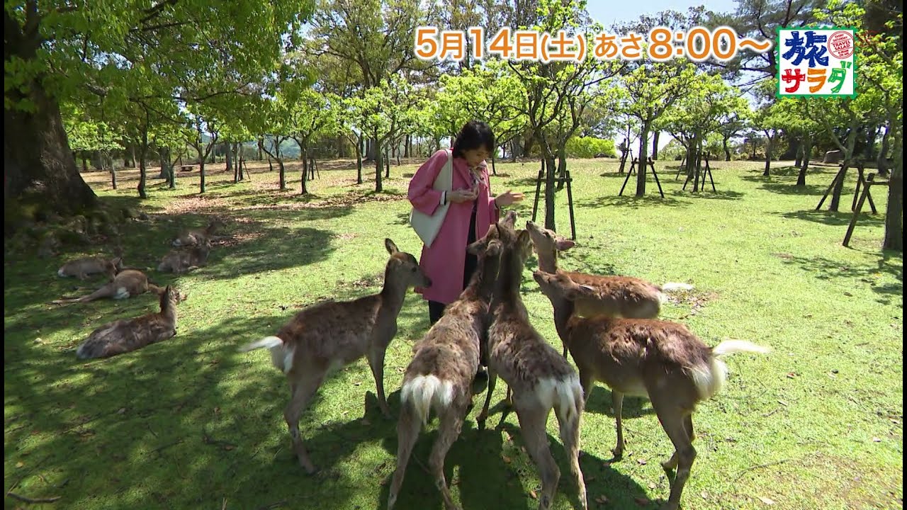 海外の旅はオランダへ!ゲストの旅は賀来千香子!「旅サラダ」5月14日(土)放送