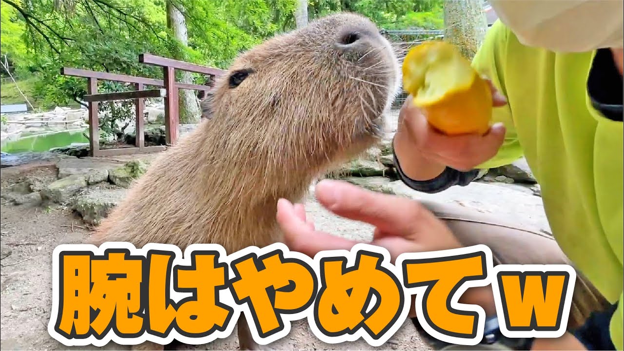 飼育員がビビる程喰らいついちゃうカピバラのりょうすけ!
