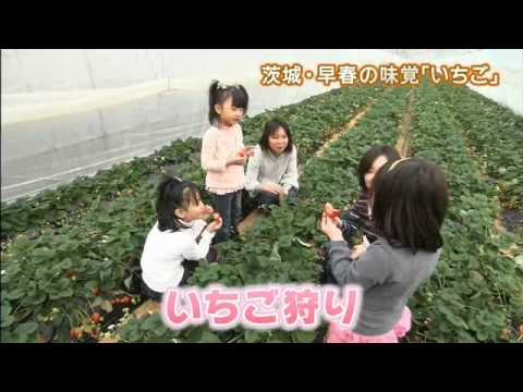 磯山さやかの旬刊!いばらき『いちご』(ダイジェスト版)