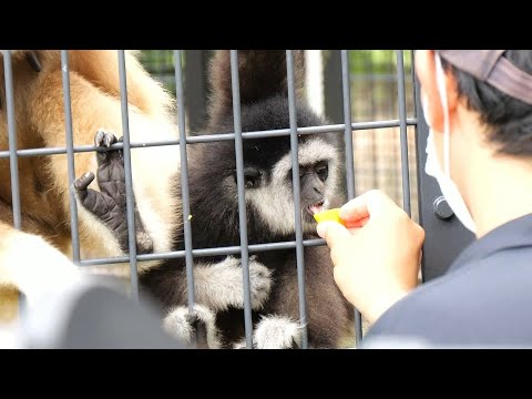 テナガザルの赤ちゃん ローラ 他(Lar Gibbon's baby Laura and others) 円山動物園 霊長類 202207