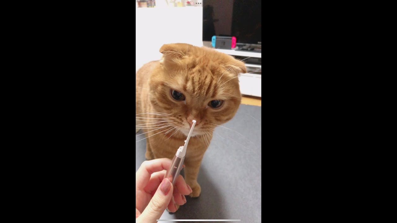 ねこぱんちゲーム!こてつくんは何点取れるでしょう?