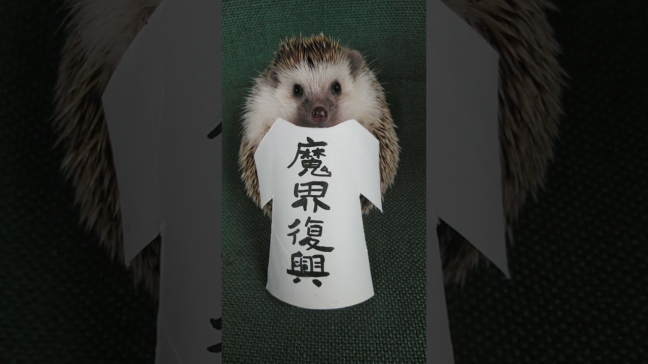 ジャヒー様はくじけない👿🐾(ハリコス) #shorts