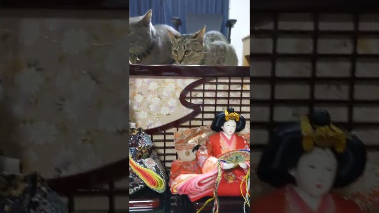 今日はひな祭り🎎 「まろをお祝いするんだ!」