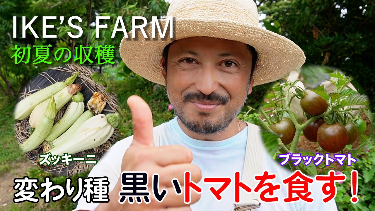 【初夏の収穫】変わり種 黒いトマトを食す!