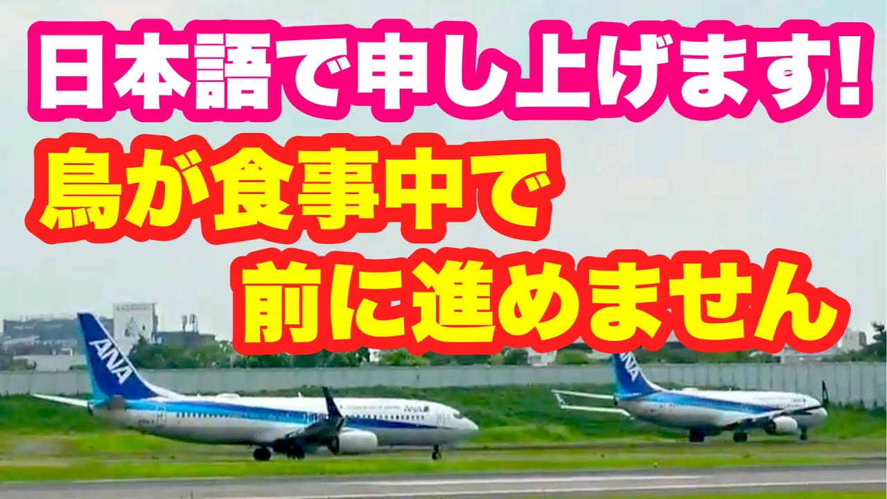 大阪伊丹空港の滑走路手前で鳥が何かを食べているので、飛行機が滑走路に向かえず、次の飛行機に追い越される様子です。