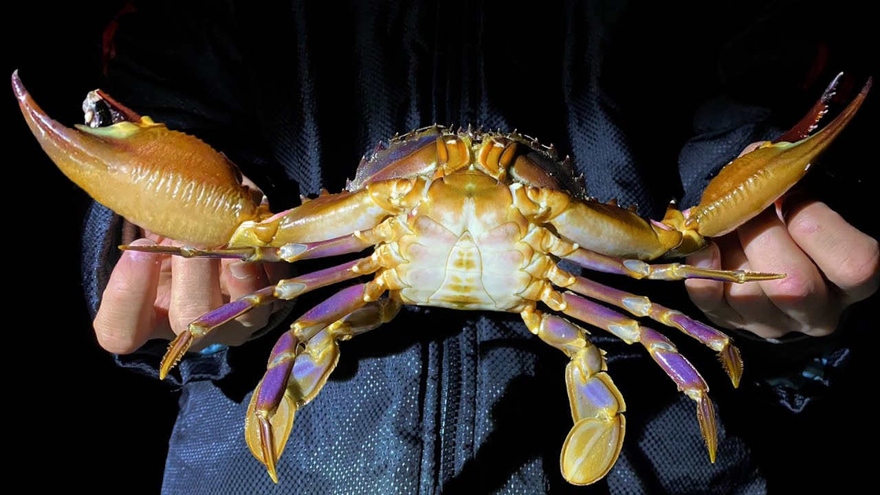 でけえカニ取れたから食う