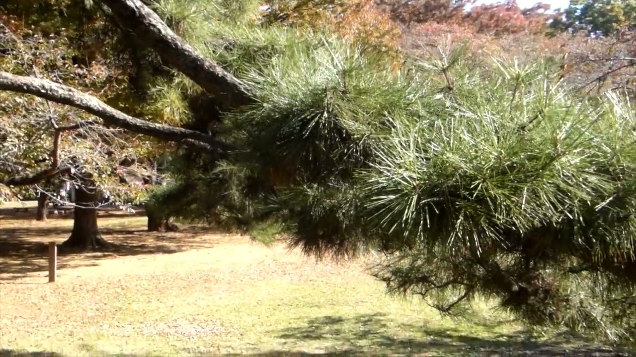 【警視庁・捜査一課長 スペシャル3】(2019年)オーストラリア人観光客 が無くしたカメラを発見したシーン【ロケ地】