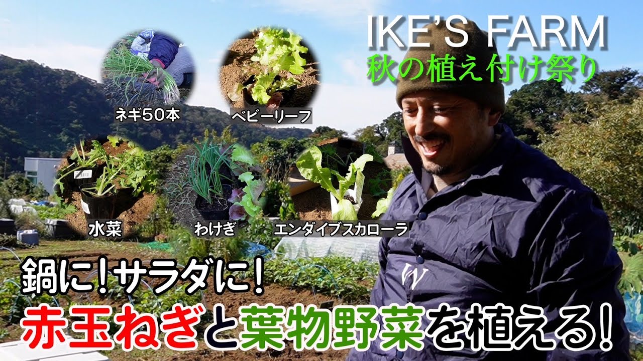【秋の植え付け祭】鍋に!サラダに!赤玉ねぎと葉物野菜を植える!