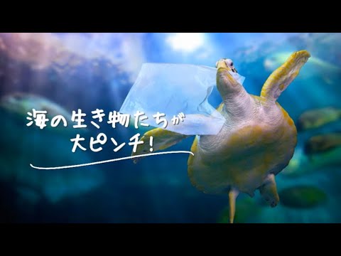 えひめの海からプラスチックごみをなくそう!【その3】海の生き物たちが大ピンチ!