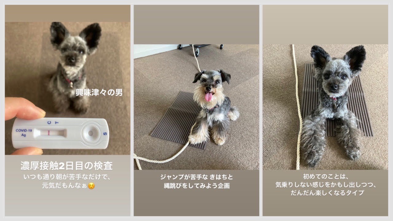もんち、新型コロナウイルスの抗原検査をする(Today's Instagram Stories 2022年8月6日)
