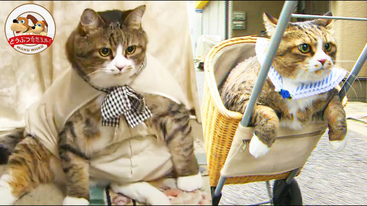 【伝説の巨体ネコ】体重11kgのぴやくんがダイエットに挑戦!無理なく遊んで減った体重は…?【どうぶつ奇想天外/WAKUWAKU】