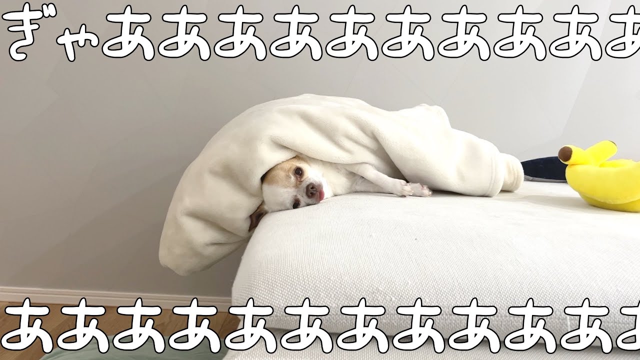 高度なバランス感覚を見せつけるチワワに冷や汗が止まらない