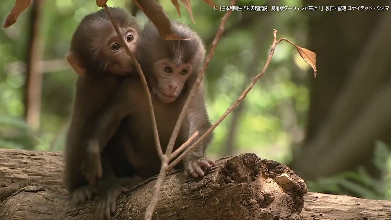 水瀬いのり、可愛い赤ちゃん動物の声を演じ分け! 「日本列島生きもの超伝説 劇場版ダーウィンが来た!」本編映像