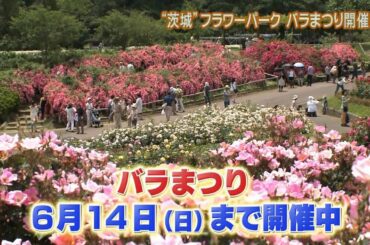 磯山さやかの旬刊!いばらき『茨城県フラワーパーク』ダイジェスト版