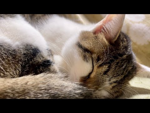 寝る猫を見てほっこり