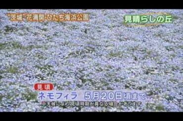 磯山さやかの旬刊!いばらき『ネモフィラ』(平成23年5月13日放送)