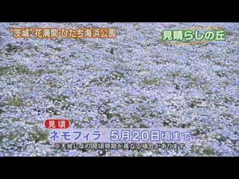 磯山さやかの旬刊!いばらき『ネモフィラ』(平成23年5月13日放送)