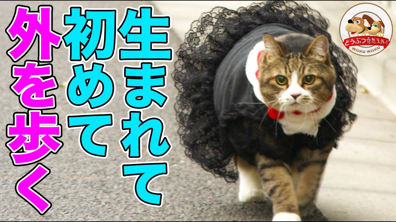 【伝説の巨体ネコ】体重11kgのぴやくん、生まれて初めて外を歩いたら友達ができた!【どうぶつ奇想天外/WAKUWAKU】