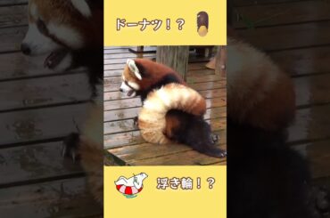 ドーナツ?浮き輪?優香ちゃんのもふもふしっぽ