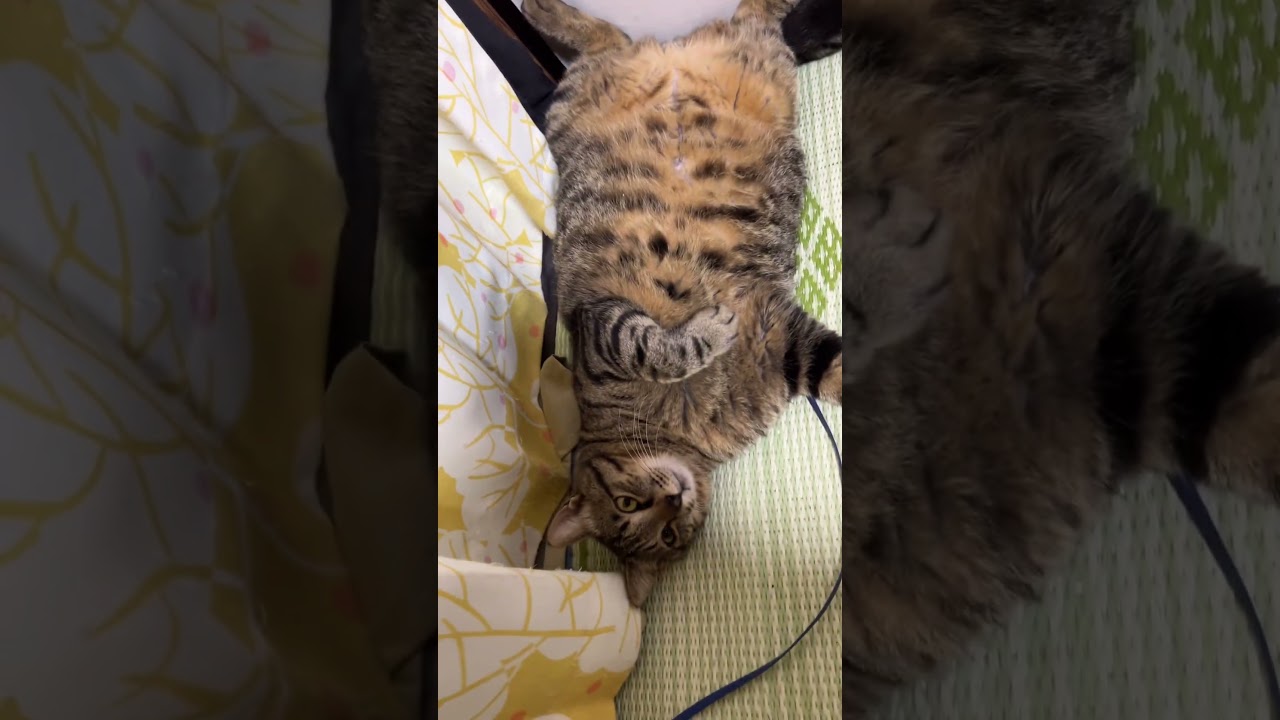 にゃんちゃんず1のデブ猫ナキスケ(⩌🐽⩌) #shorts